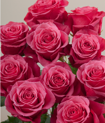 Rose | Standard